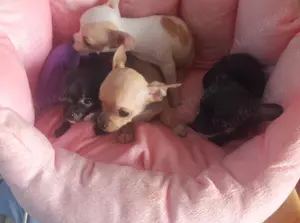 Puisori superbi de Chihuahua MinyToy - imagine 2 Puisori superbi de Chihuahua MinyToy - imagine 2