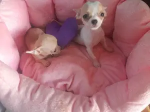 Puisori superbi de Chihuahua MinyToy - imagine 6 Puisori superbi de Chihuahua MinyToy - imagine 6