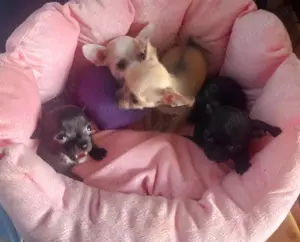 Puisori superbi de Chihuahua MinyToy - imagine 5 Puisori superbi de Chihuahua MinyToy - imagine 5