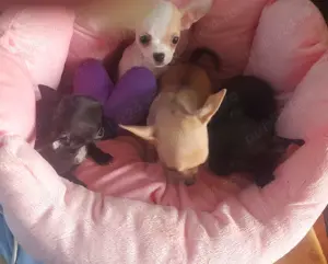 Puisori superbi de Chihuahua MinyToy - imagine 10 Puisori superbi de Chihuahua MinyToy - imagine 10