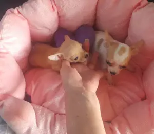 Vand piusori superbi de Chihuahua MinyToy