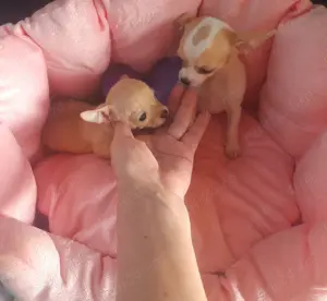 Puisori superbi de Chihuahua MinyToy - imagine 9 Puisori superbi de Chihuahua MinyToy - imagine 9