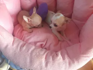 Vand piusori superbi de Chihuahua MinyToy - imagine 4 Vand piusori superbi de Chihuahua MinyToy - imagine 4