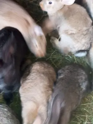 vand Iepurii  - imagine 2