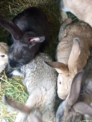 vand Iepurii  - imagine 3