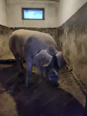 Vând porc (scroafă) 170 - 180 Kg - imagine 2
