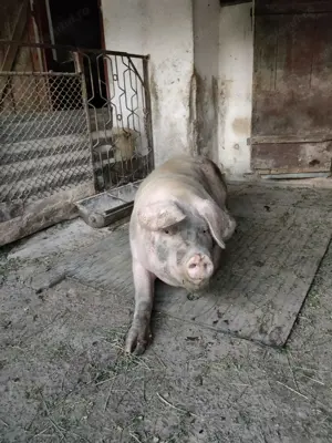 Vând porc (scroafă) 170 - 180 Kg - imagine 3