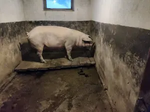 Vând porc (scroafă) 170 - 180 Kg - imagine 4