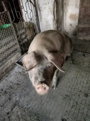 Vând porc (scroafă) 170 - 180 Kg - imagine 5