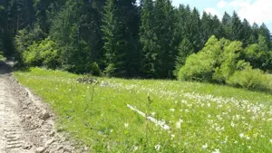 Teren intravilan lacul Bicaz 3500mp - imagine 3