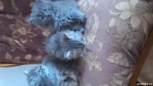 vind pui de pisica , persanisi britis 