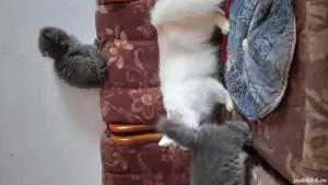 vind pui de pisica , persanisi britis  - imagine 2 vind pui de pisica , persanisi britis  - imagine 2