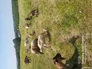 se vinde trei tapi  iezi  - imagine 2