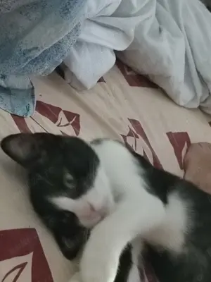 Daruiesc un motanel Tulcea - imagine 3 Daruiesc un motanel Tulcea - imagine 3