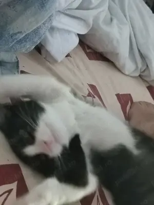 Daruiesc un motanel Tulcea