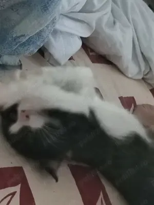 Daruiesc un motanel Tulcea - imagine 2 Daruiesc un motanel Tulcea - imagine 2