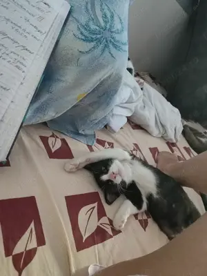 Daruiesc un motanel Tulcea - imagine 4 Daruiesc un motanel Tulcea - imagine 4