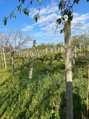 De vanzare Vie cu casuta intravilan Ardud - imagine 5