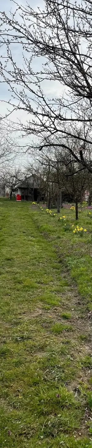 De vanzare Vie cu casuta intravilan Ardud - imagine 4