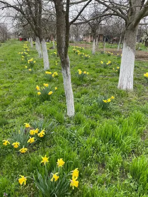 De vanzare Vie cu casuta intravilan Ardud - imagine 7