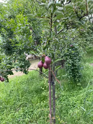 De vanzare Vie cu casuta intravilan Ardud - imagine 13