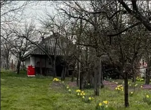 De vanzare Vie cu casuta intravilan Ardud