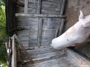 vand porc  - imagine 4 vand porc  - imagine 4