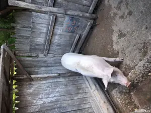 vand porc  - imagine 3 vand porc  - imagine 3