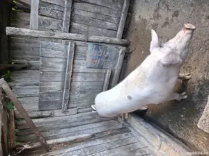 vand porc  - imagine 5 vand porc  - imagine 5