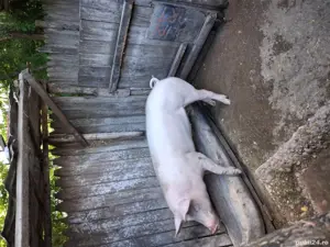 vand porc  - imagine 2 vand porc  - imagine 2