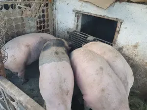 De vânzare  - imagine 3