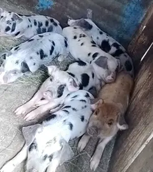 Vand purcei de rasă  sanatosi - imagine 2