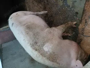 Porc de vanzare rasa marele alb - imagine 2 Porc de vanzare rasa marele alb - imagine 2