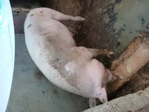 Porc de vanzare rasa marele alb - imagine 3 Porc de vanzare rasa marele alb - imagine 3