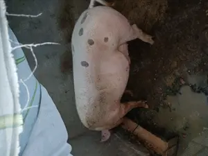 Porc de vânzare marele alb