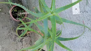 aloe vera planta de 75-80 cm