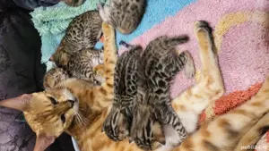 Vând puii pisică Bengaleză  - imagine 2 Vând puii pisică Bengaleză  - imagine 2