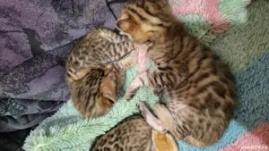 Vând puii pisică Bengaleză  - imagine 3 Vând puii pisică Bengaleză  - imagine 3