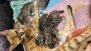 Vând puii pisică Bengaleză  - imagine 5 Vând puii pisică Bengaleză  - imagine 5