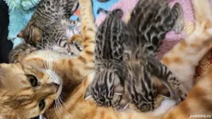 Vând puii pisică Bengaleză  - imagine 4 Vând puii pisică Bengaleză  - imagine 4