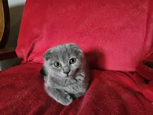 Scottish fold vaccinata, cu carnetel - imagine 3