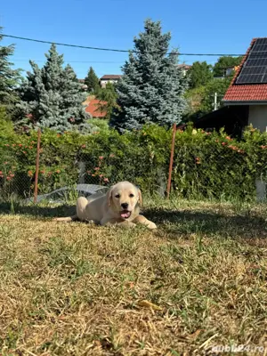 Catei labrador cu pedigree - imagine 2