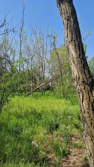 Casa de vanzare comuna Ianca jud olt - imagine 11