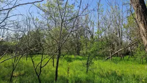 Casa de vanzare comuna Ianca jud olt - imagine 14