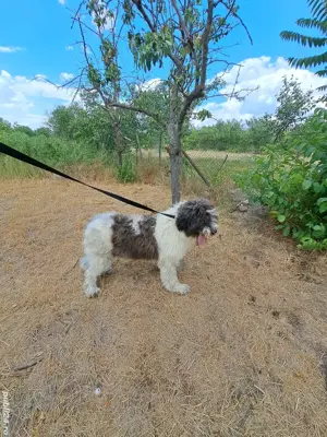 Ciobănesc Mioritic cățelușă