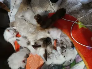 Vând pisici urgent ! - imagine 4 Vând pisici urgent ! - imagine 4