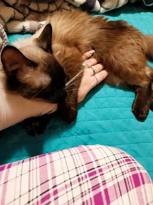 Vând pisici urgent ! - imagine 5 Vând pisici urgent ! - imagine 5