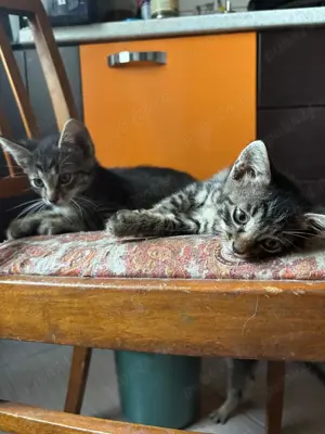 Donez pui pisică  - imagine 3