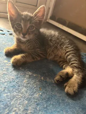 Donez pui pisică  - imagine 4