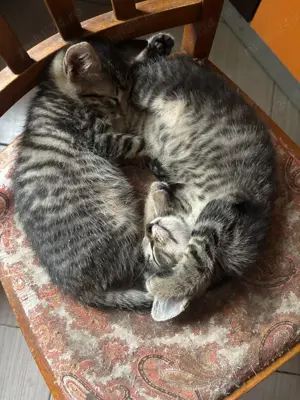 Donez pui pisică  - imagine 5